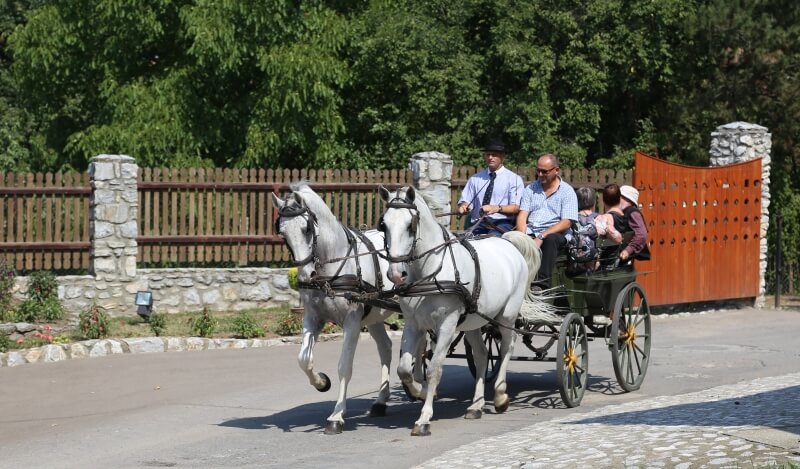 Visit the Lipizzaner stud on carriages